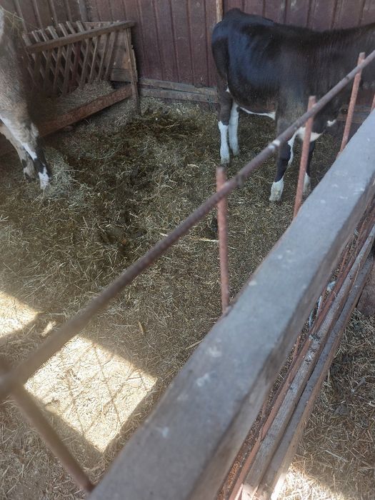 Vand vacă primul vitel+3 vitei