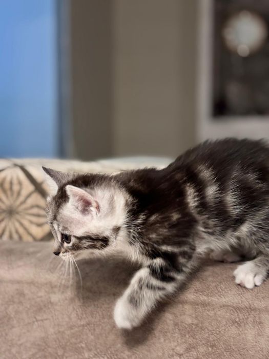 Котёнок ищет любящий дом!