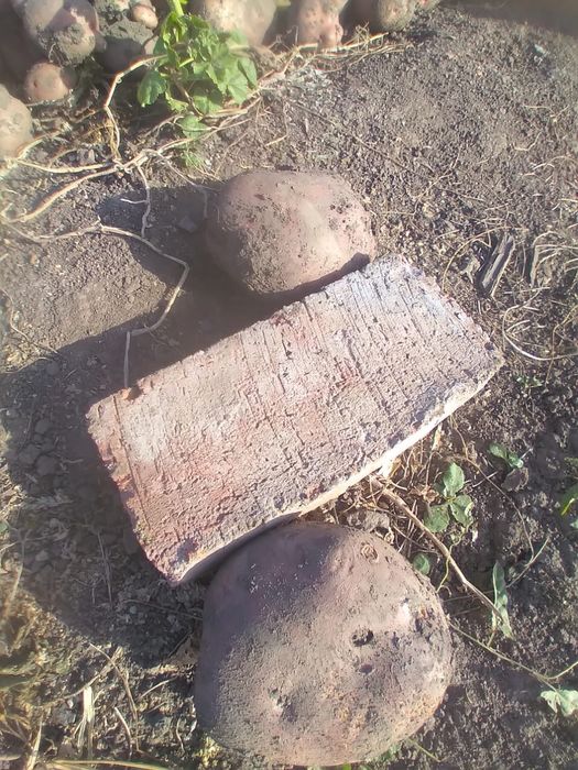 Домашний картофель