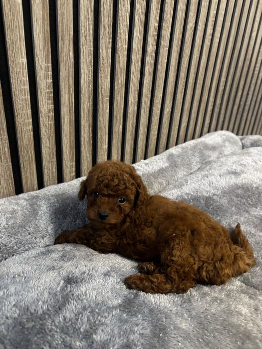 Той пудел момиче и момче