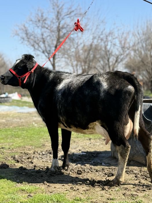 Сүтті бұзаулы сиыр!
