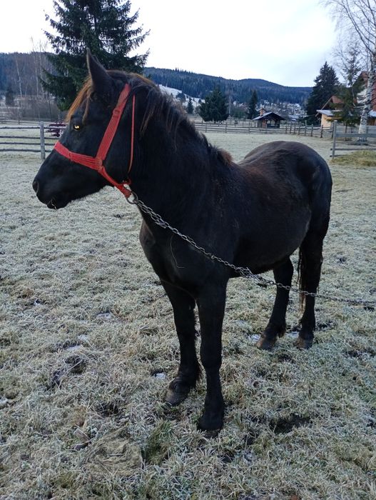 Mânz de 1an jumătate