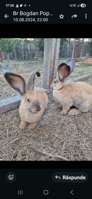 Vând iepuri 7-8 luni Uriașul Belgian