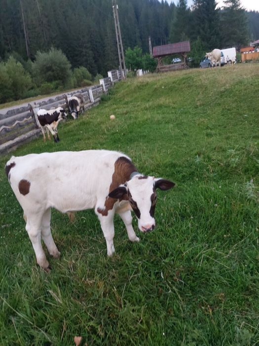 Tauras baltata 4luni