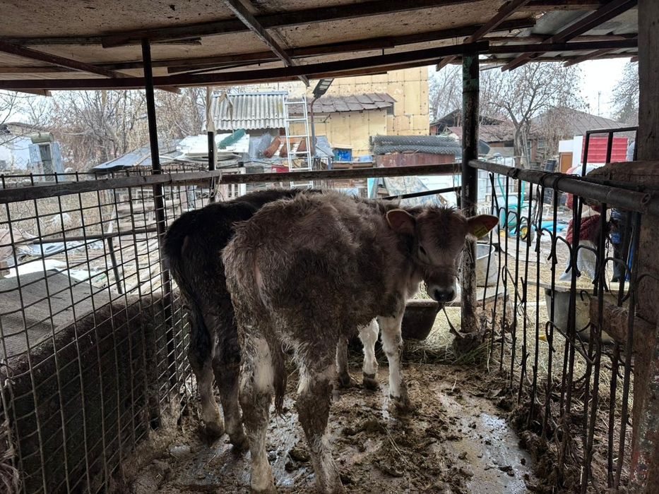 Продам телят 6 месяцев