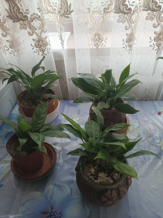 Женское счастье спатифиллум