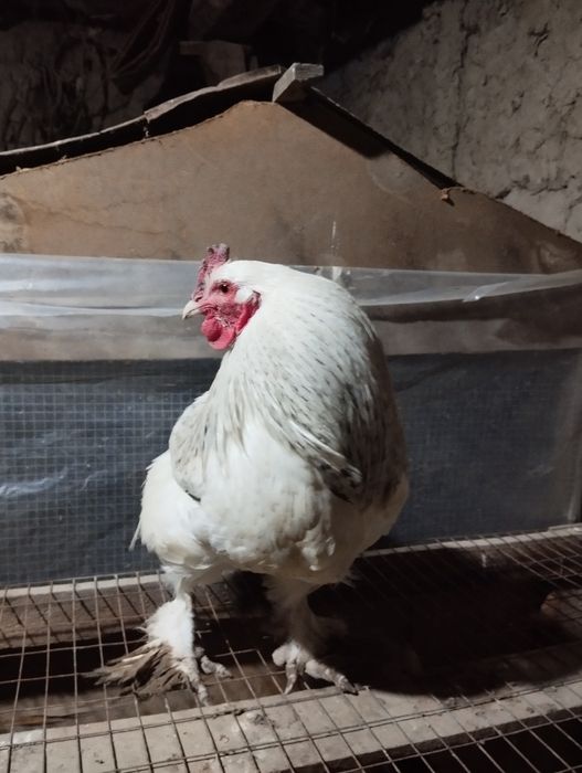 Brama Xoroz sotiladi