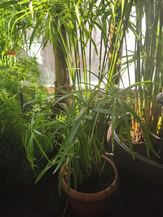 Vând planta papirus