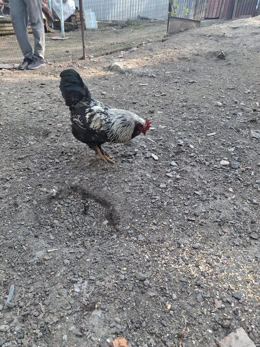 Молодые петухи продам