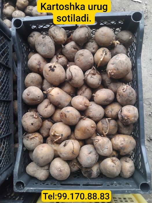 Kartoshka urug sotiladi