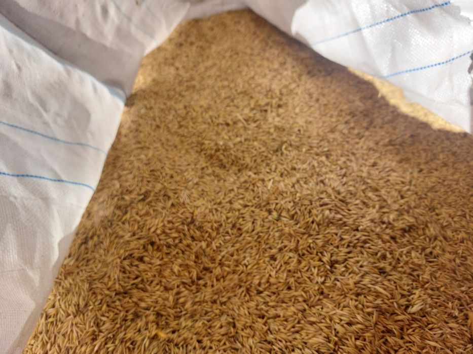 Vând cereale ovăz negru, grau