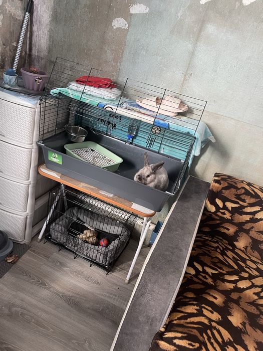 Кролик декоративный