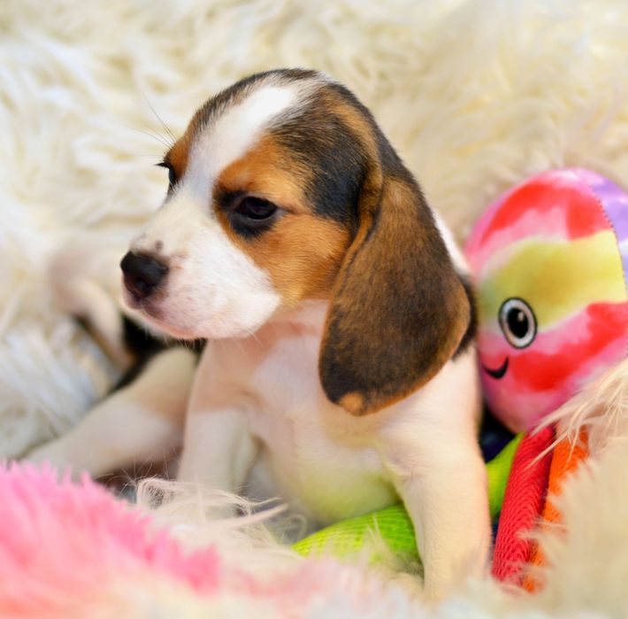 Pui beagle tricolori