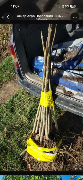 Саженцы туи туя биота