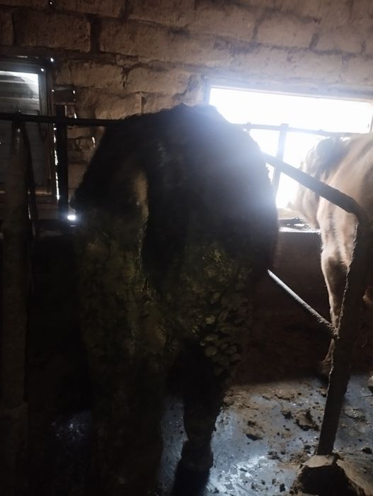 Продам бычки срочно