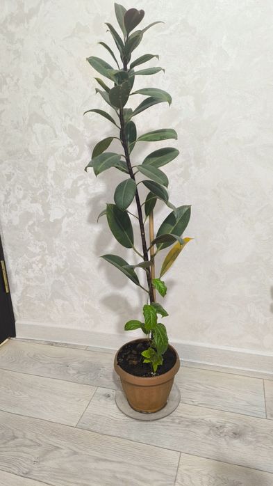 Срочно продам домашние цветы!