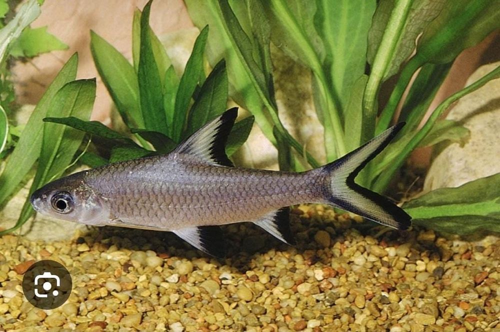 Рыбка Акула бала