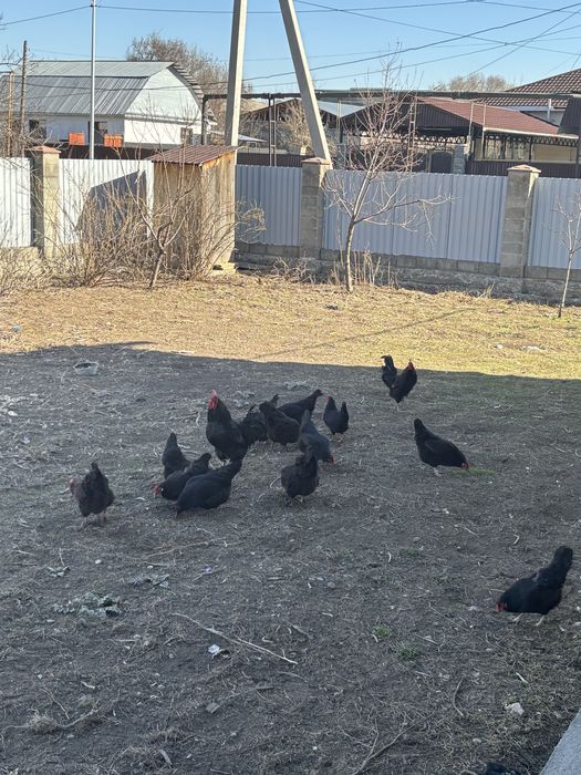 Инкубационные яйца