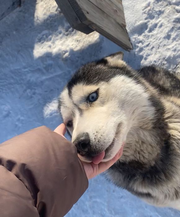 Порода сибирский хаски продаётся