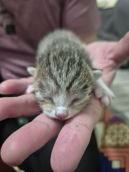 Мысық тегін 3  баласы мамасымен