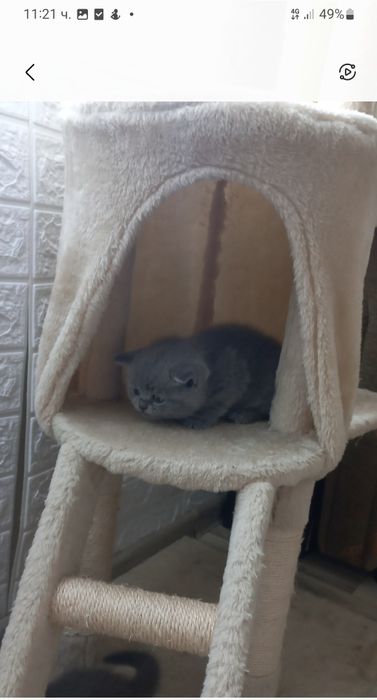 Британска късокосместа 550лв