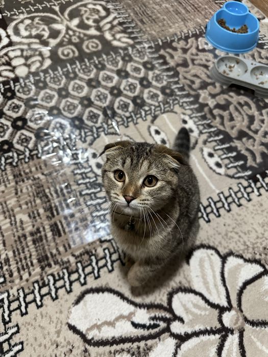 Scottish fold qiz mushuk