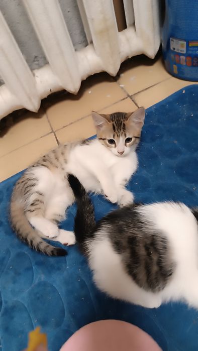 Отдам котят даром