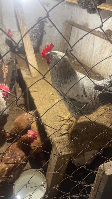 Доминант әтештері сатылады