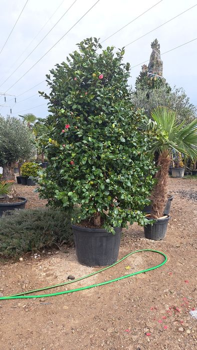 Vindem Palmieri Magnoli Platan Cedru etc