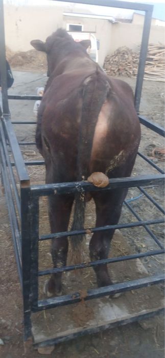 Tarozi mol olchash xizmati