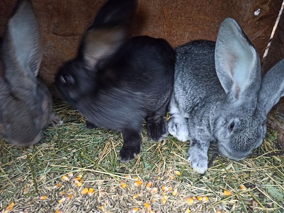 Iepuri uriaș german