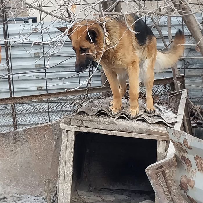 Срочно продам сторожевую овчарку