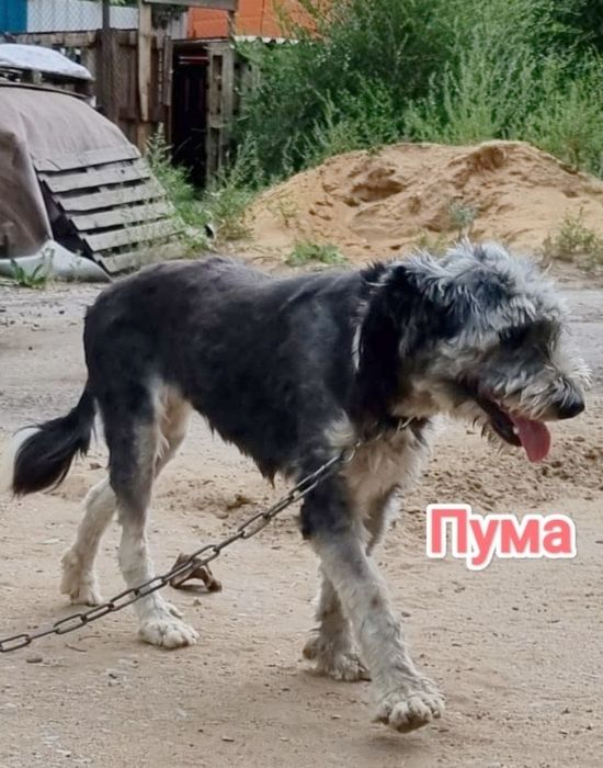 Дарю в добрые и ответственные руки