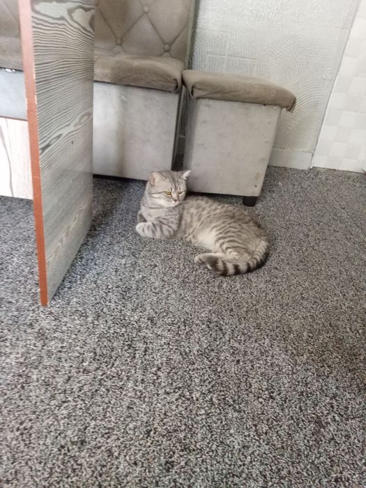 мушук зотдор серий котта