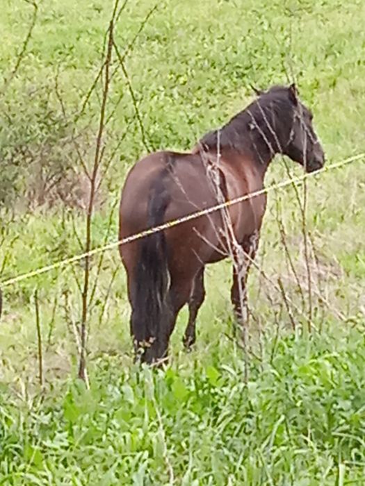 Vând iapă în vârstă de 4 ani