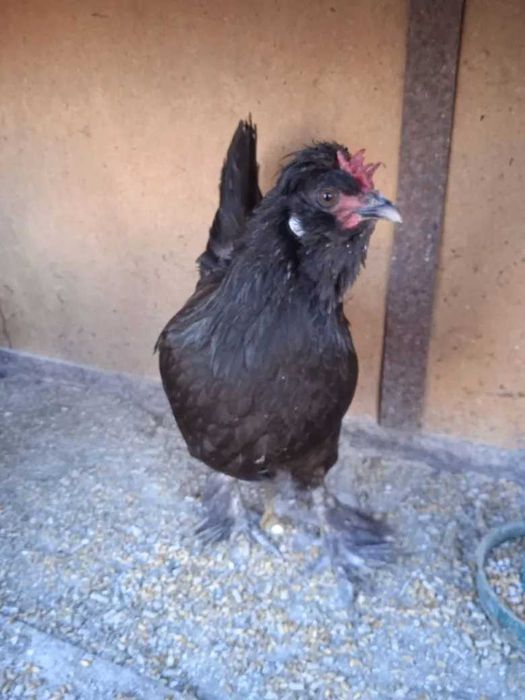 Куры черные продам