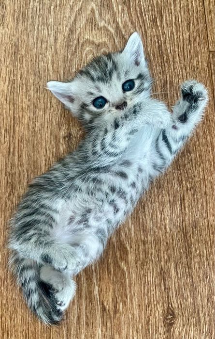 Продам котов !!!