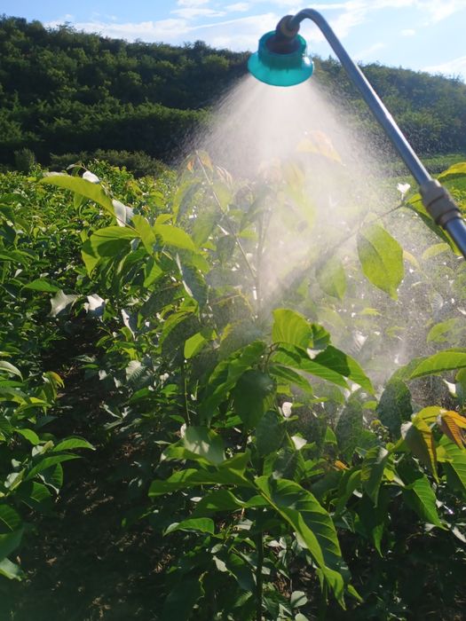 PROMO: Puiet de nuc, la 4 lei, inaltime 80-100 cm, 500 bucati