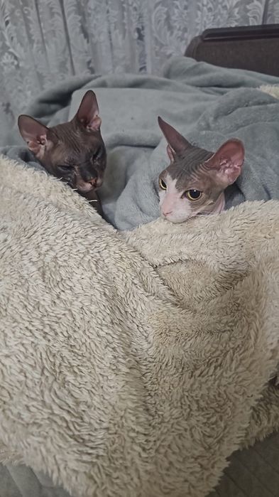 Котик донской сфинкс