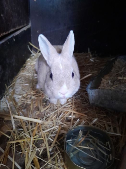 Кролики  крольчата