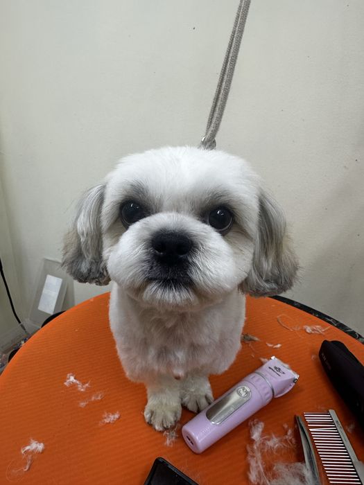 Груминг животных