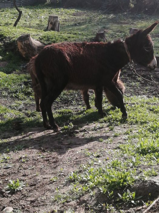 Ишак сатамын продам