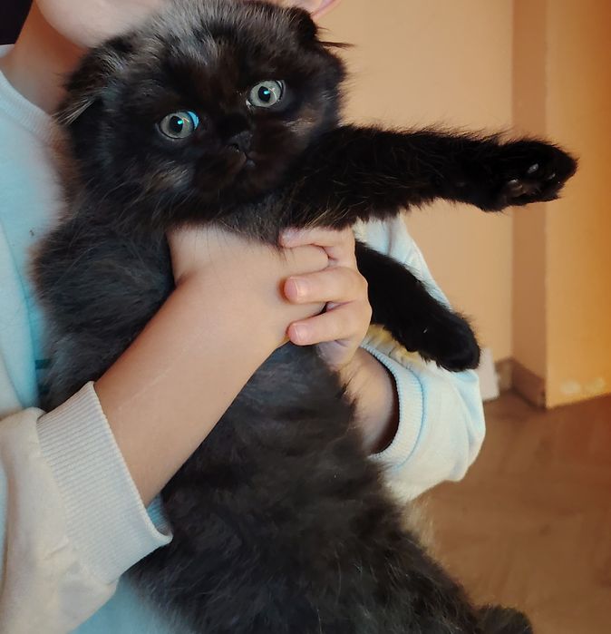 Персийски Клепоухи и Правоухи Котета