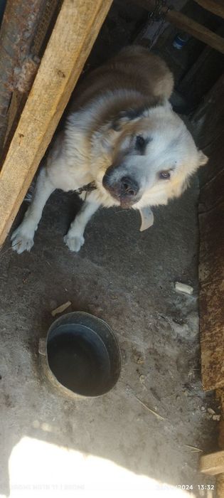 It sotiladi  500 min yana kelishamiz