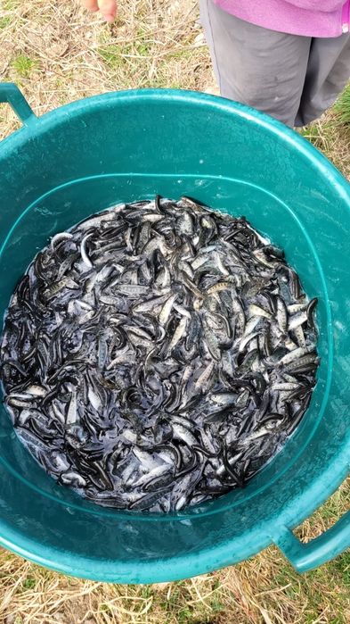 Puiet păstrăv curcubeu