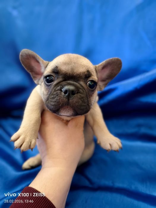 Щенки французского бульдога.