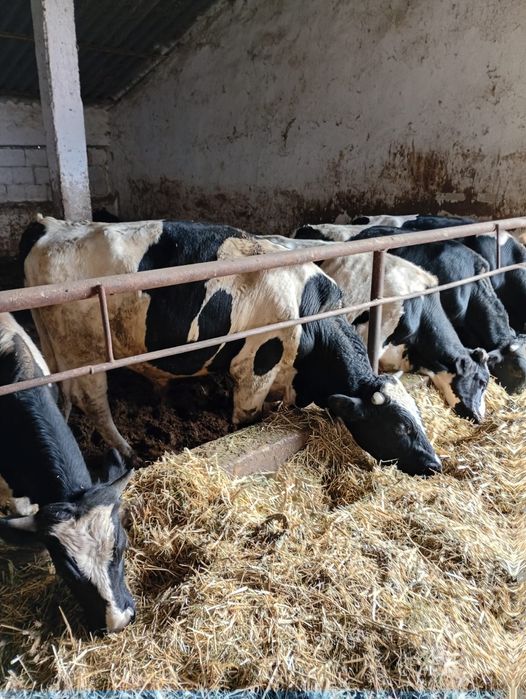 Tauri,Vitele si tauras de vanzare