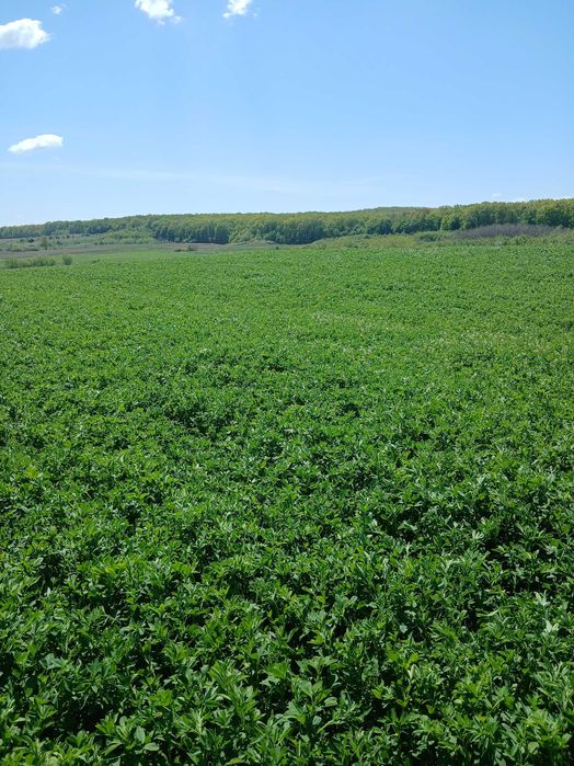 Vând lucernă verde,primul an,prima coasa,40 ari.