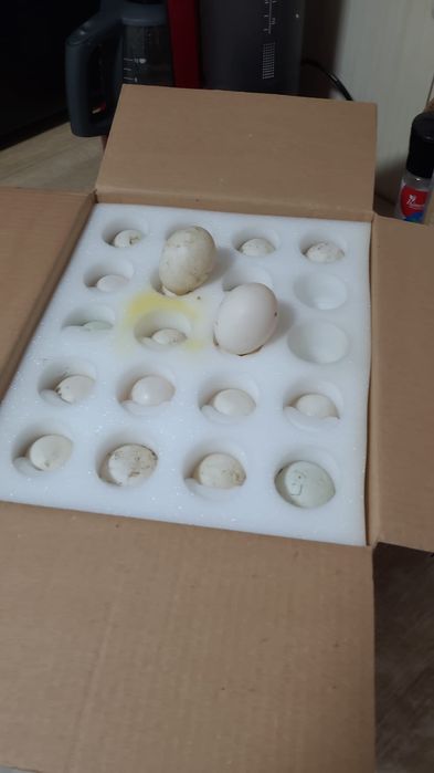 Oua pentru incubat rata indiana alergatoare, cayuga, muta