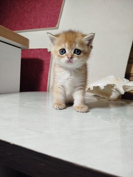 Мальчик скотиш страйт 13.0426г.